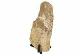 Fossil Hadrosaur Limb Bone Section w/ Metal Stand - South Dakota #335496-3